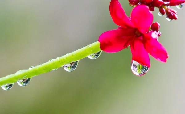 Reflection in morning dew — Stock Photo, Image