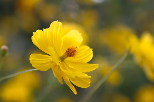 Gele bloemen bloeien tijdens zonsondergang — Stockfoto