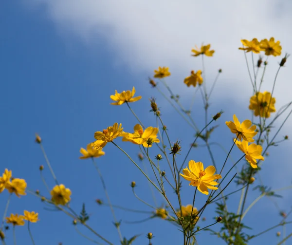 Gele bloemen op blauwe lucht — Stockfoto