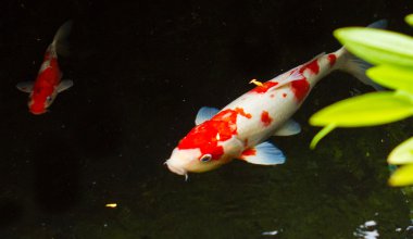 Koi balığı.