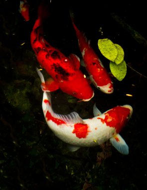 Koi balığı.