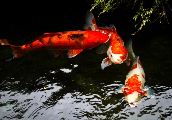 Peixe Koi — Fotografia de Stock