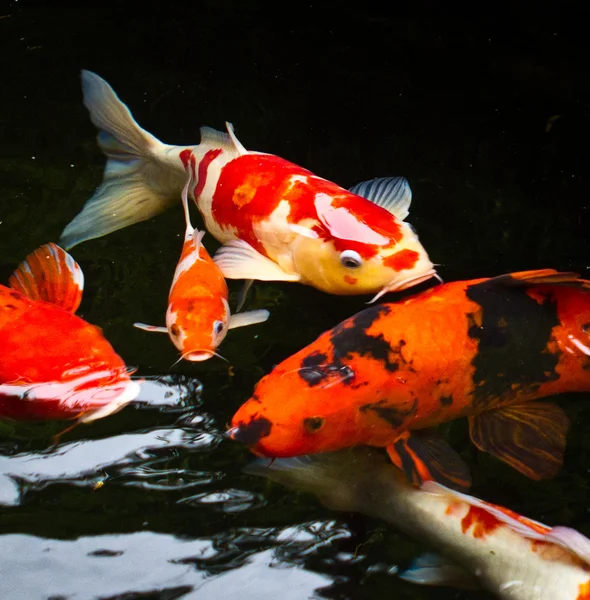 Koi balığı.