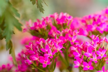 ay yeni yıl için çiçekler