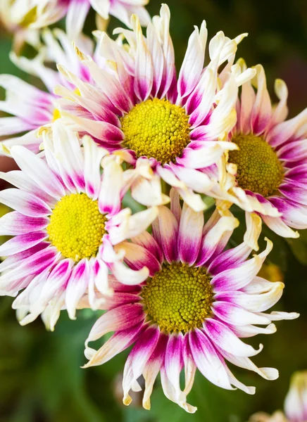 Chrysant — Stockfoto