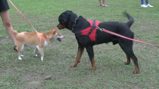 战场上的狗 两只不同品种的狗互相嗅嗅 狗的社会化概念 — 图库视频影像