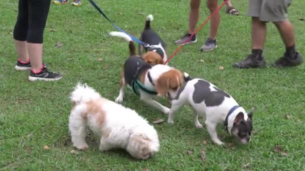 Honden Van Verschillende Rassen Aan Lijn Door Huisdier Eigenaren Snuiven — Stockvideo