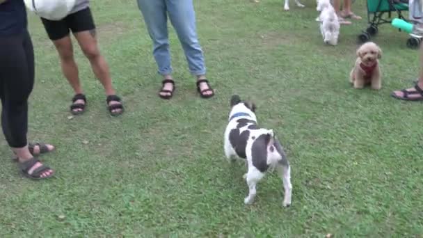 Farklı Türde Köpekler Parkta Kokluyor Birbirleriyle Oynuyorlar Köpek Sosyalleştirme Kavramı — Stok video