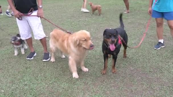Kutyák Golden Retriever Rottweiler Üdvözöl Szaglászva Egymást Parkban Más Kutyák — Stock videók