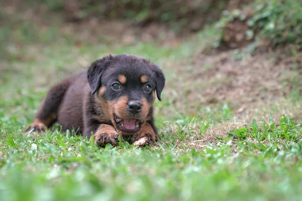 Puppy Hond Rottweiler Liggend Tuin Kopieerruimte — Stockfoto