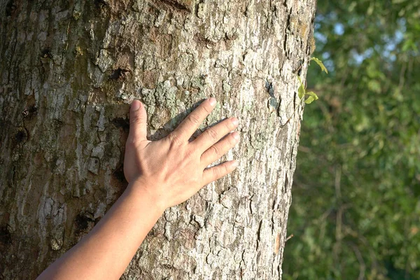 Main Homme Touchant Écorce Des Arbres Sauver Planète Concept Conservation — Photo