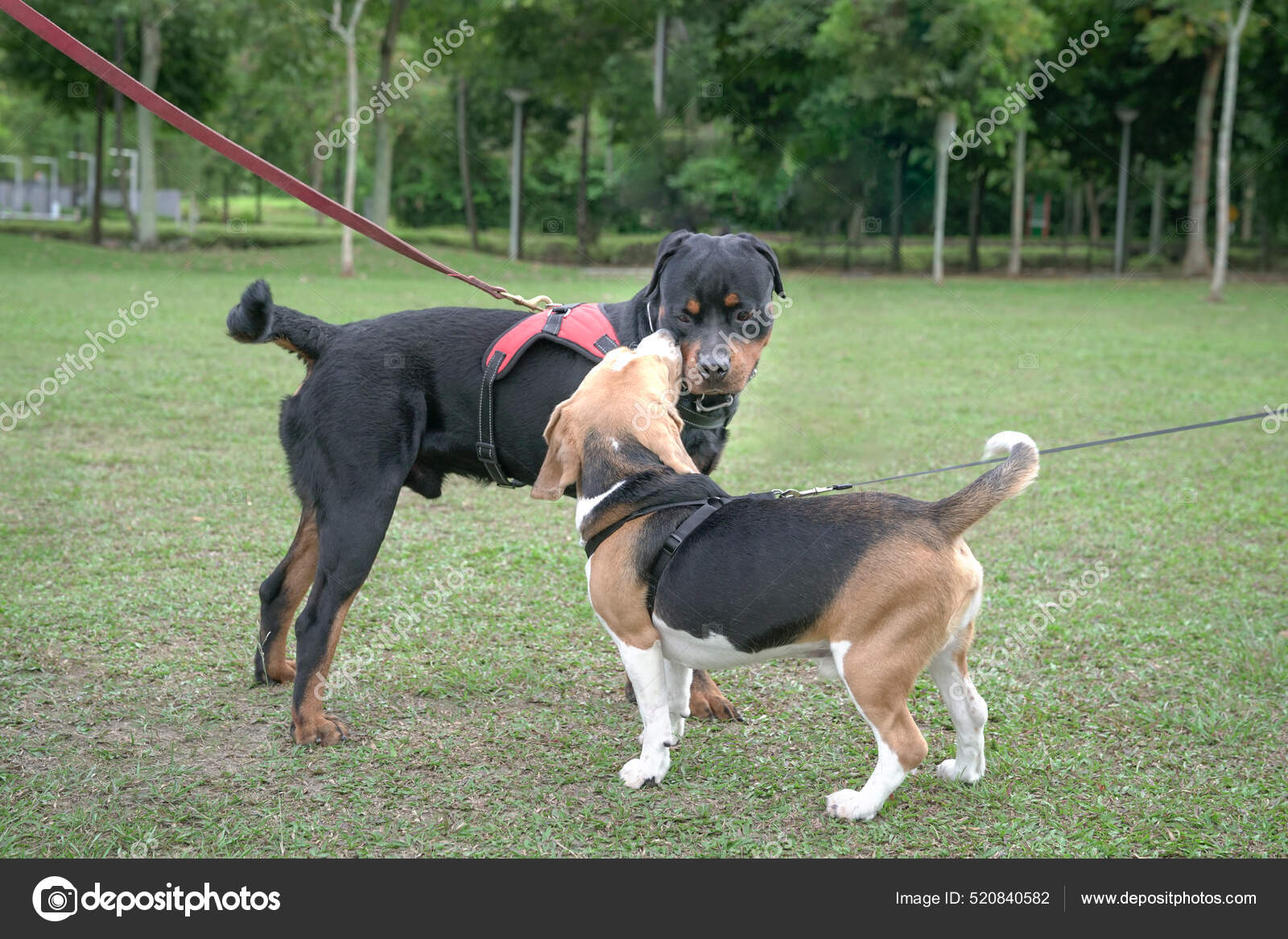 Two Dogs Beagle Rottweiler Greet Sniffing Faces Each Other Dog