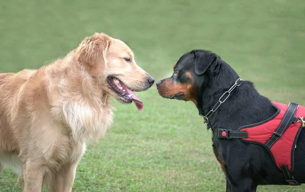 Dog Golden Retriever Rottweiler Tváří Sobě Sportovním Hřišti Pes Sociální — Stock fotografie