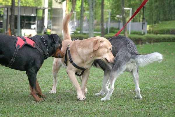 Dogs of different breed in the field, greeting by sniffing one another. Dog socializing concept.