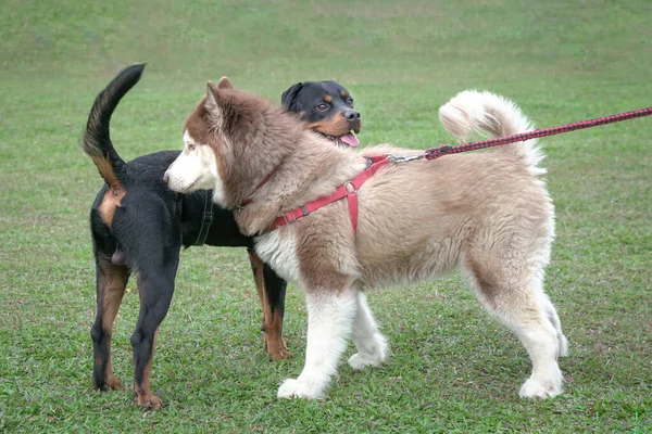 現場にいるロットワイラーとアラスカ マラムートの犬 犬の社交概念 — ストック写真