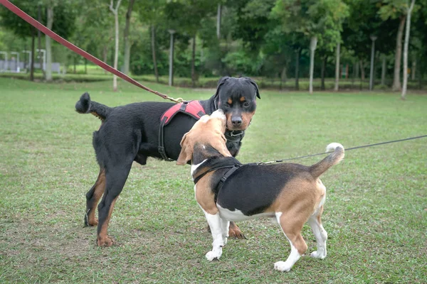 Köpek Beagle Rottweiler Birbirlerini Koklayarak Selamlıyorlar Köpek Sosyalleştirme Kavramı — Stok fotoğraf