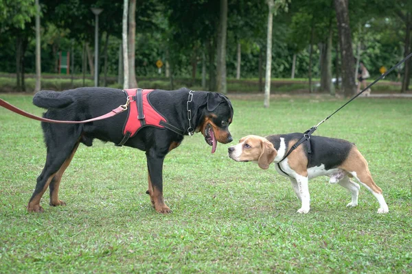 Köpek Beagle Rottweiler Birbirlerini Koklayarak Selamlıyorlar Köpek Sosyalleştirme Kavramı — Stok fotoğraf