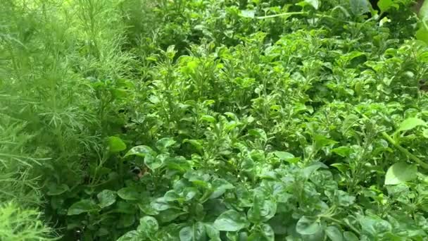 Bir Fidanlıkta Taze Bitkiler Sebzeler — Stok video