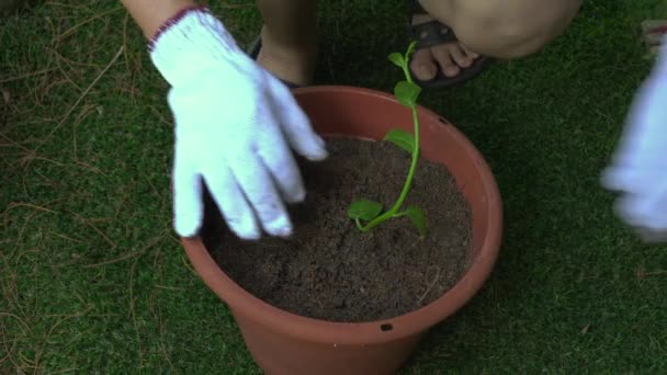 鍋に緑の野菜を植える女性庭師 生態学的または自立的なライフスタイルコンセプト — ストック動画