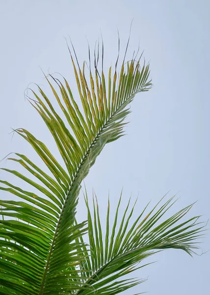 Gökyüzü Arkaplanlı Hindistan Cevizi Ağacı Yaprağı — Stok fotoğraf