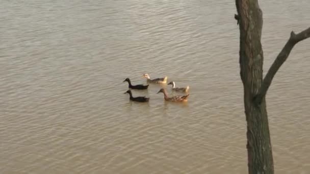 Patos Nadando Lago — Vídeo de Stock