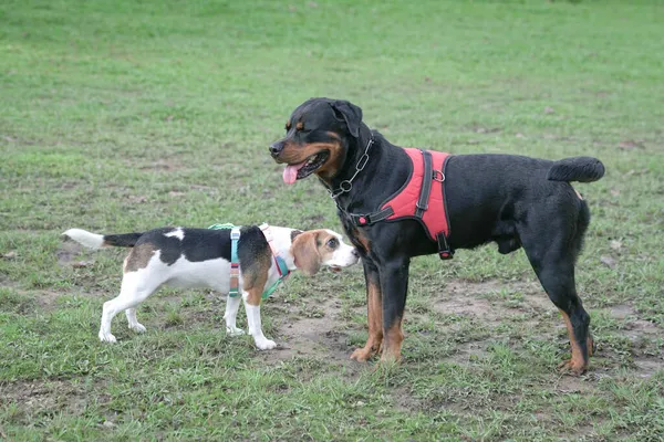 Rottweiler and Beagle dog meet and get to know each other at the dog park. Dog socialization concept.