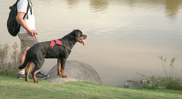湖のそばに男とペットの犬 スペースのコピー — ストック写真