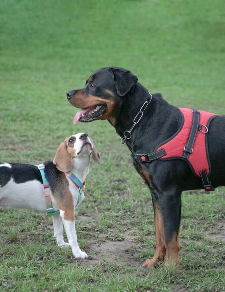 Бигл Смотрит Собаку Ротвейлера Собаки Узнают Друг Друга — стоковое фото