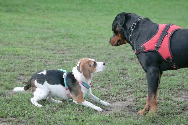 One large and another small breed dog getting to know each other at the dog park.