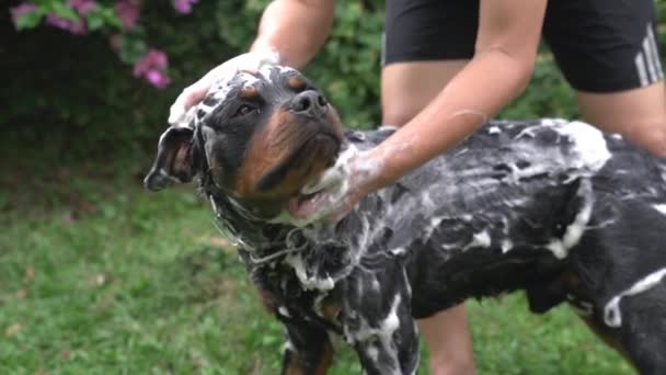 Mannen Tvättar Hunden Rottweiler Med Schampo Trädgård Eller Bakgård Bakgrund — Stockvideo