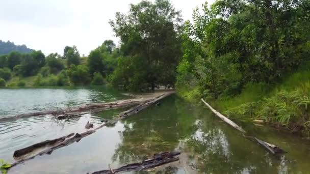 Padlé Stromy Klády Hladině Zaplaveného Divokého Jezera Letecký Nízkoletový Výstřel — Stock video