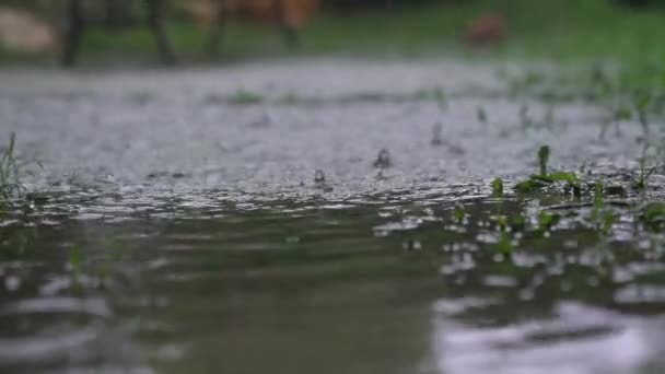 ゆっくりとした動きを引き起こす地面に落下する雨の水の落下のショットを閉じます 大雨や雨季の概念 — ストック動画