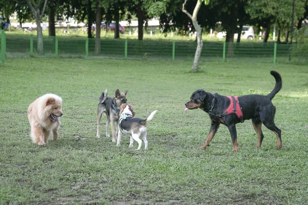 Dog park, group of dogs of different breed playing together. Dog socialization concept.