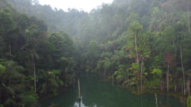 Tropikal ormanların, yeşil yağmur ormanlarının, yemyeşil yaprak ormanlarının insansız hava aracı görüntüleri..