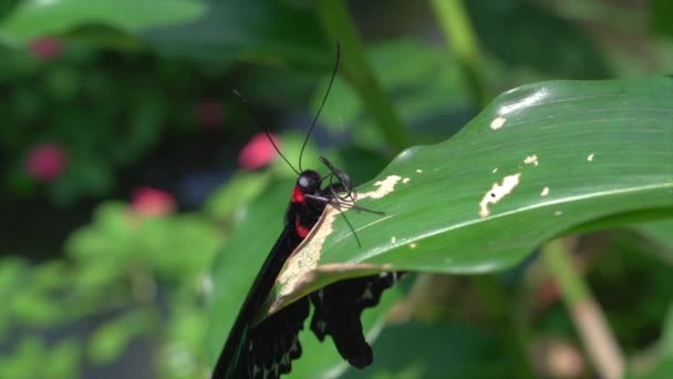 Mariposa Rajah Brooke Ala Pájaro Colgando Una Hoja Rodando Lengua — Vídeos de Stock