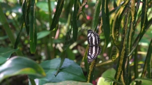 Бабочка Малайская Штабной Сержант Открытыми Крыльями Покоится Растении Саду Медленное — стоковое видео