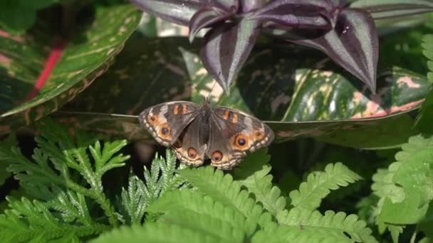 Papillon Blue Pansy Avec Les Ailes Ouvertes Sur Une Plante — Video
