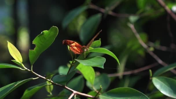 Crucero Mariposas Que Mueve Sobre Hoja Verde Planta Jardín Día — Vídeos de Stock