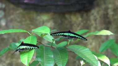 Bahçedeki yeşil yaprağın üzerinde dinlenen iki kelebek Rajah Brooke Birdwing. 