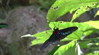 Kelebek Rajah Brooke Birdwing güneşli bir günde bahçedeki bir bitkinin yeşil yaprağına asılıyor. Yavaş çekim.