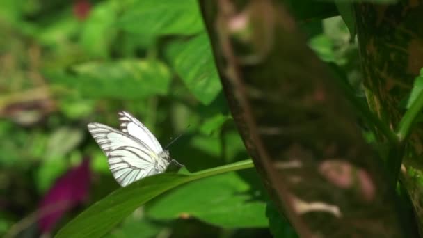 Бабочка Полосатый Альбатрос Покоится Зеленом Листе Растения Саду Солнечный День — стоковое видео
