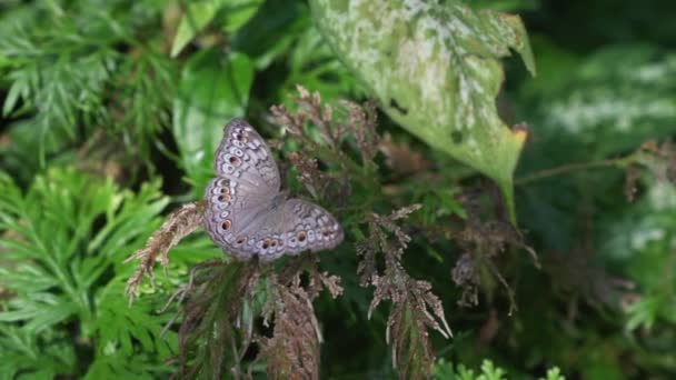 Butterfly Grey Pansy Con Alas Abiertas Sobre Una Planta Verde — Vídeos de Stock