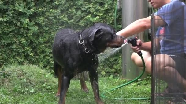 男人用水管给狗Rottweiler洗澡 狗洗澡或在房子的后院洗澡 慢动作 — 图库视频影像