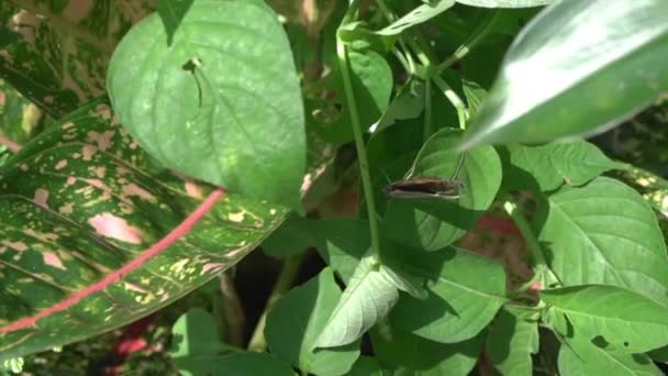 정원에 식물의 날개를 — 비디오