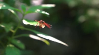 Bahçedeki yeşil bir yaprağın üzerinde dinlenen yusufçuk..
