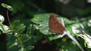 Bahçedeki bir bitkinin yeşil yaprağında dinlenen kelebek rengi. İlkbahar konsepti. Yavaş çekim.