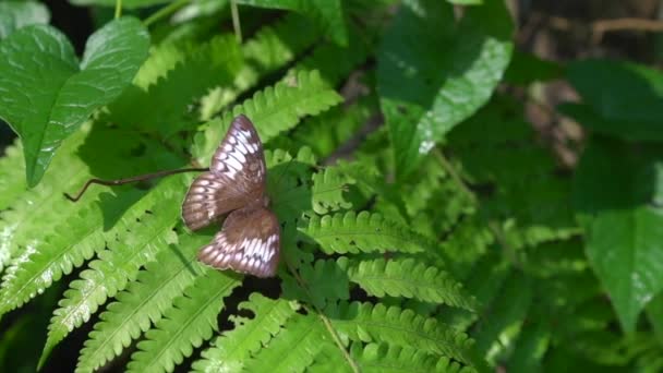 Mariposa Vizconde Malayo Sobre Una Planta Verde Abre Cierra Sus — Vídeos de Stock