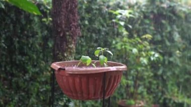 Yağmur suyu bahçedeki bir saksının üzerine düşüyor, ağır çekimde. Şiddetli yağmur veya yağmur mevsimi konsepti.