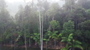 Bereketli tropikal yağmur ormanları. Malezya 'nın güzel ormanları. Düşük görünümden üst görünüme geçiş.