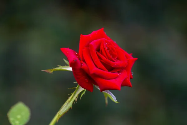 Egy Szál Vörös Rózsa Szirmok Víz Harmat Sötét Természet Háttér — Stock Fotó
